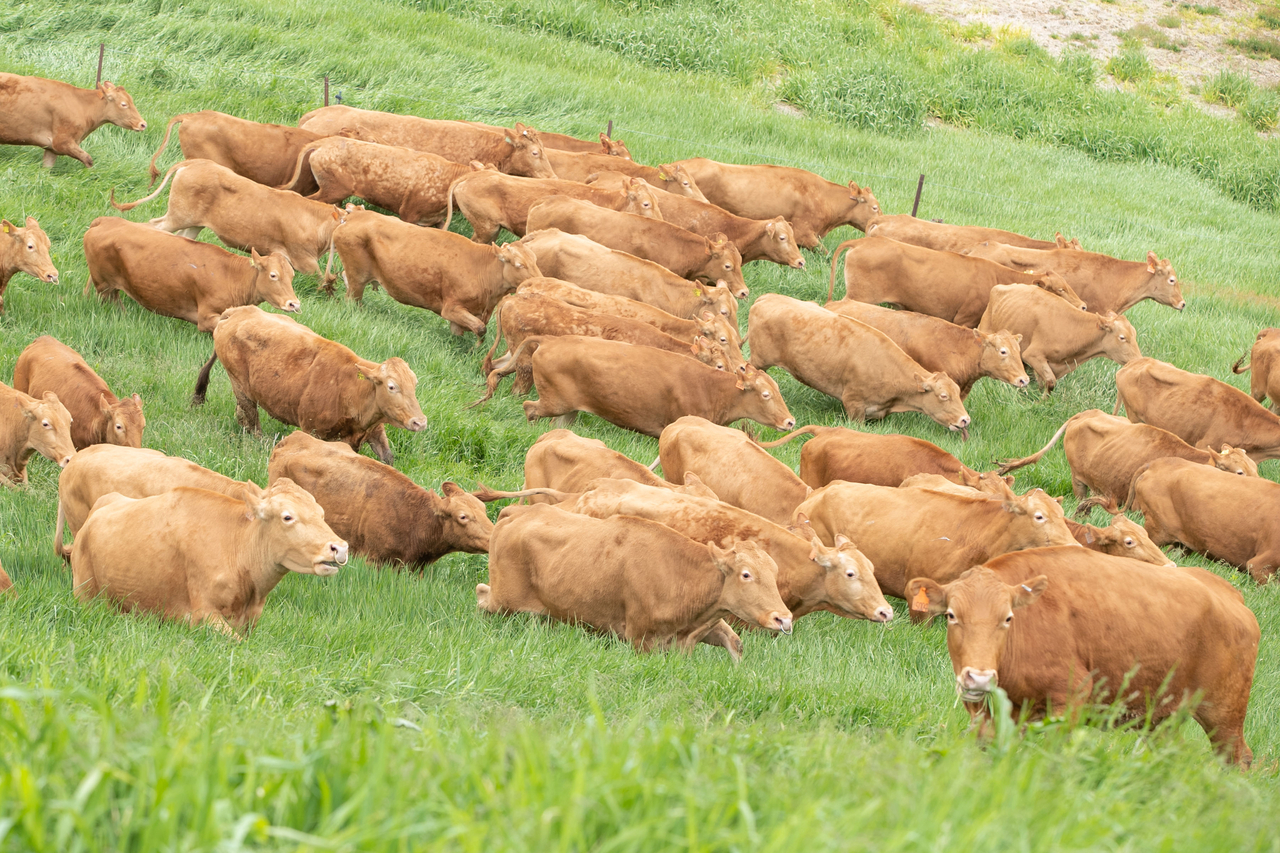Cows run across a pasture at the National Institute of Animal Science’s Hanwoo Research Institute in Pyeongchang, Gangwon Province. (Newsis)
