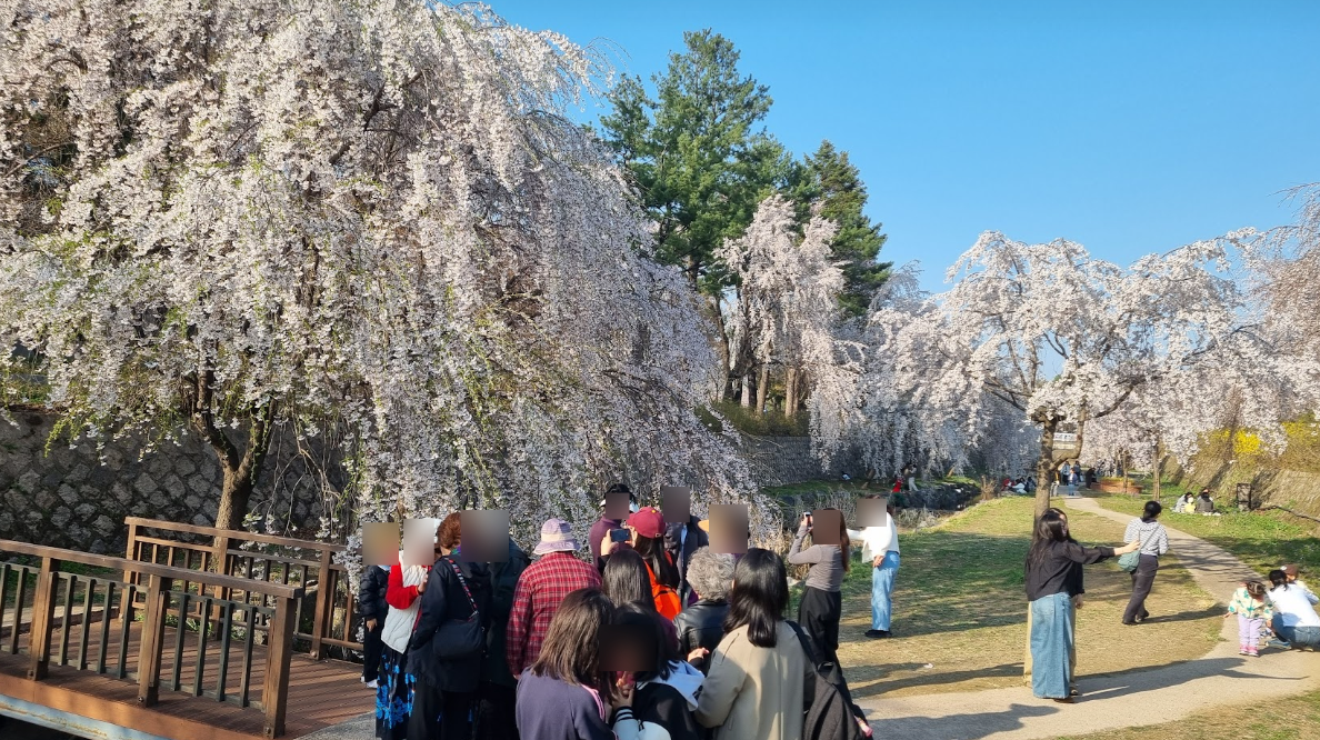 Visitors take photos in front of cherry blossom trees along the walking paths at Seoul National Cemetery. (Hwang Ji-mi)