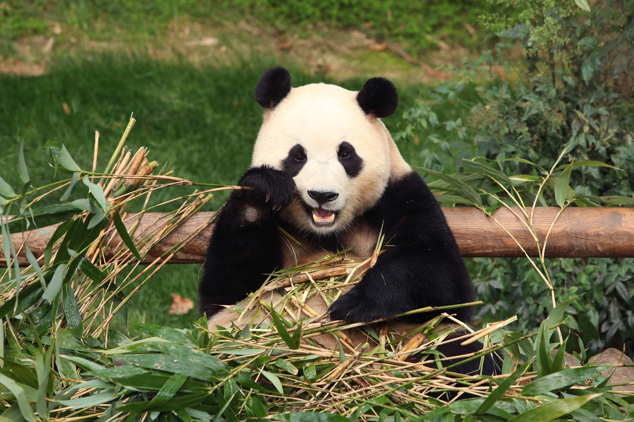 Giant panda Fu Bao eats bamboo at Everland amusement park on March 03, 2024, in Yongin, South Korea. (Getty Images)