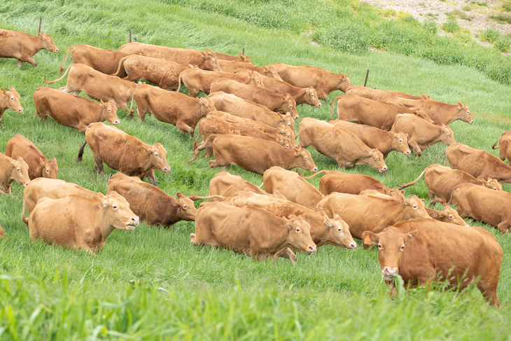 ows run across a pasture at the National Institute of Animal Science’s Hanwoo Research Institute in Pyeongchang, Gangwon Province. (Newsis)