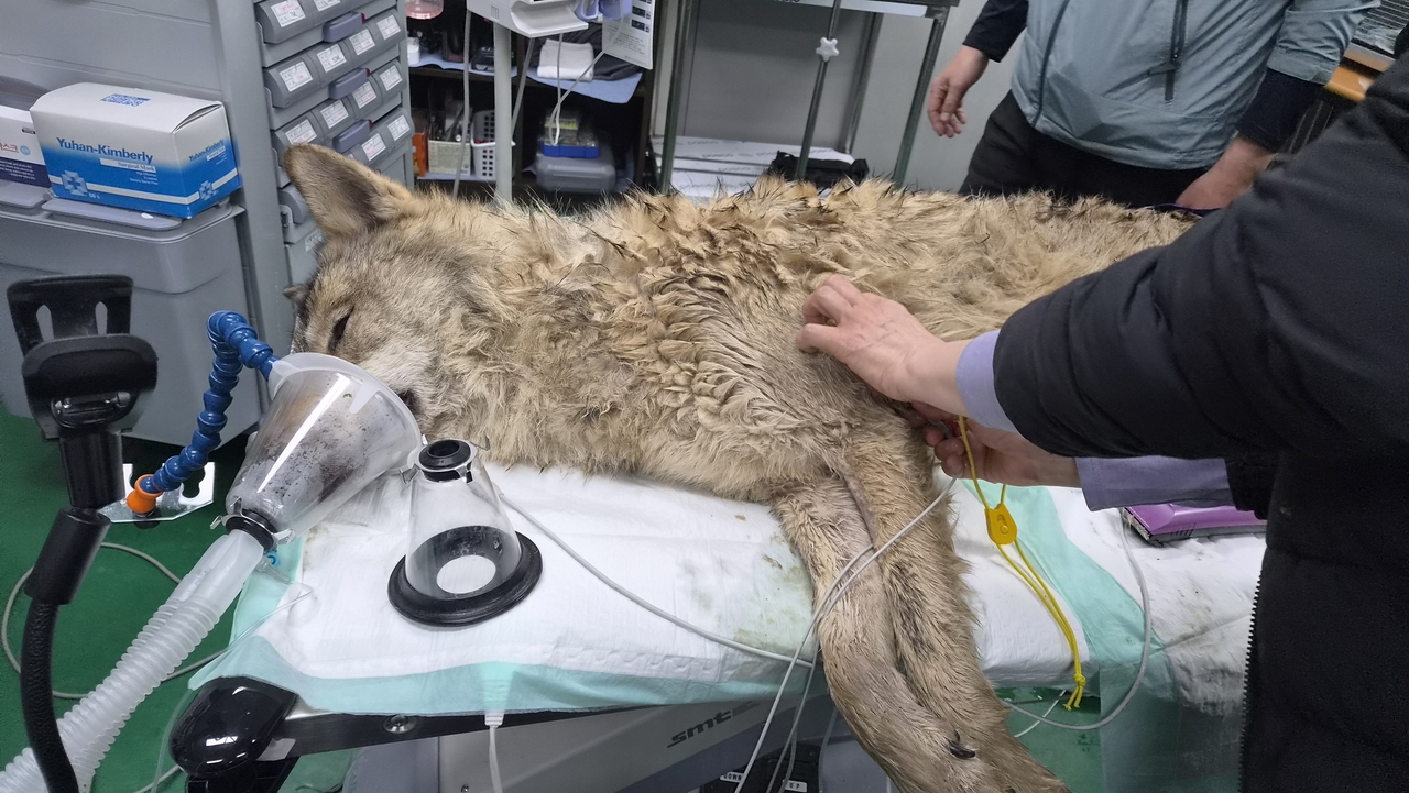 Daejeon O-World officials check Neukgu’s condition after the escaped wolf was captured on April 17. (Daejeon Metropolitan Government)