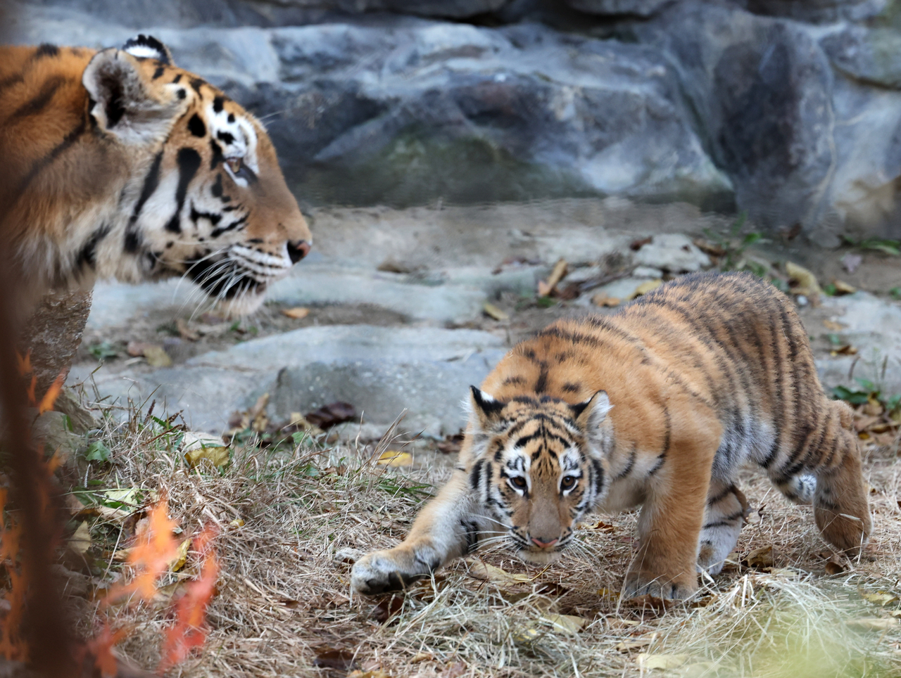 Seolho (right) the baby tiger is seen at Seoul Zoo in Gwacheon, Gyeonggi Province, in November last year. (Newsis)