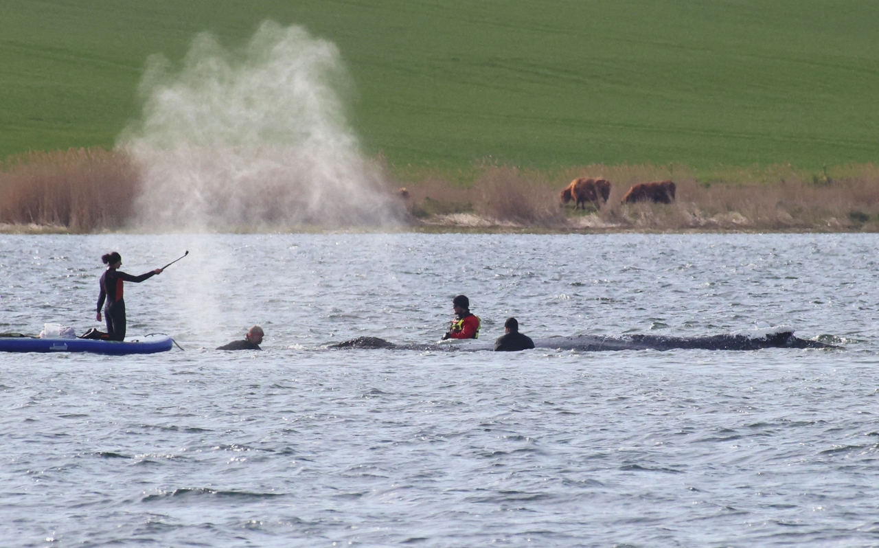 People stand close to a stranded humpback whale in the Wismarer Bucht bay of the Baltic Sea off the island of Poel, northern Germany, Monday.   (AFP-Yonhap)