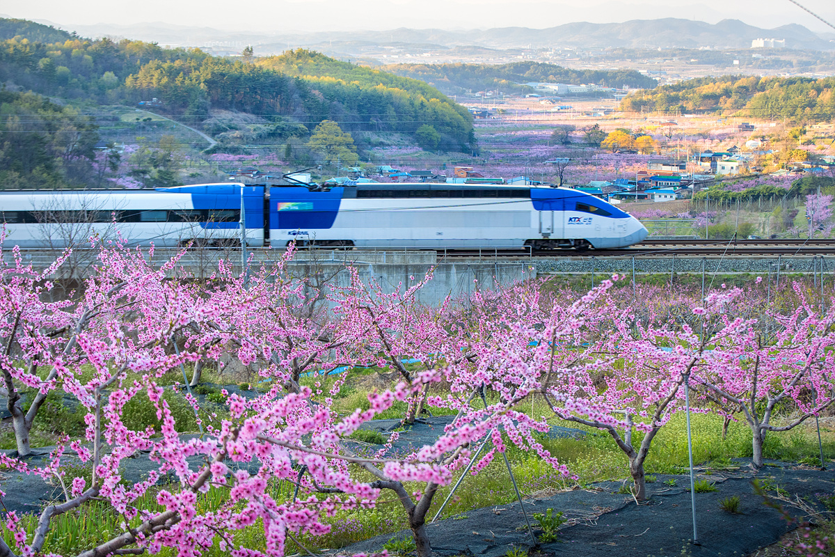 (Korail)
