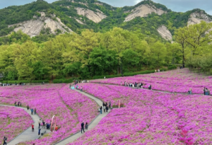 Festivals, sights across Korea