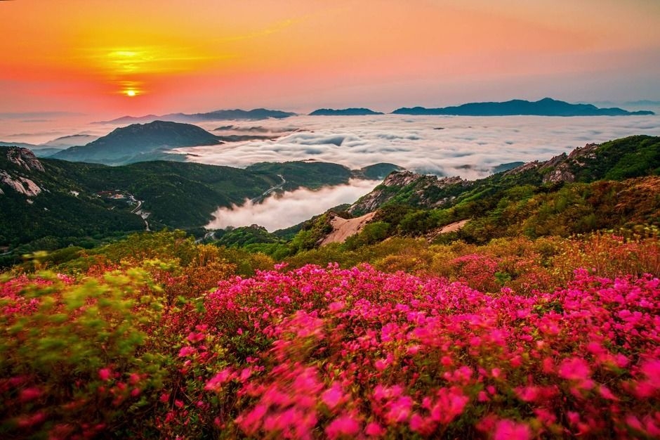 Hwangmaesan Royal Azalea Festival  (KTO)