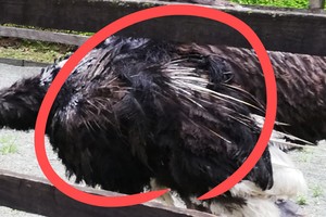 “산 채로 털 뽑는다” 최고급 ‘명품’이 뭐길래…고통받는 ‘세상에서 가장 큰 새’ [지구, 뭐래?]