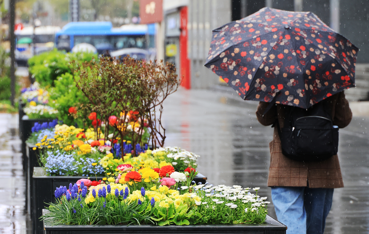 A pedestrian carrying an umbrella walks past flowers at Gwanghwamun Square amid rainy weather in Seoul on April 9. (Yonhap)