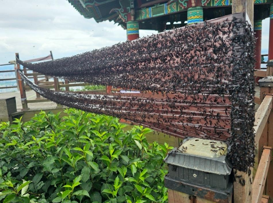 Lovebugs are caught in a sticky trap on Gyeyangsan in Incheon in 2025. (Gyeyang-gu District Office)