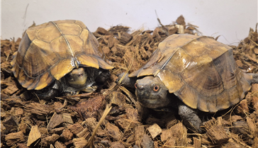 Photo of keeled box turtles smuggled to Korea from Vietnam (National Institute of Ecology)