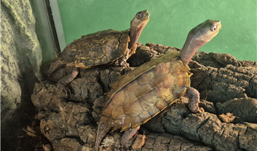 Photo of black-breasted leaf turtles being surrendered to Vietnam (National Institute of Ecology)