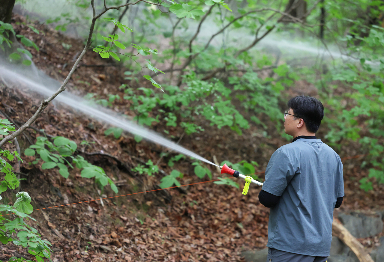 A Seoul city official sprays water following a pest control agent on the slopes of Buramsan, in Nowon-gu, Seoul, Thursday, to prevent an outburst of Plecia nearctica, commonly known as lovebugs. (Yonhap)