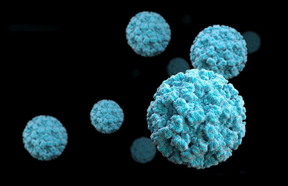 Norovirus (US Centers for Disease Control and Prevention)