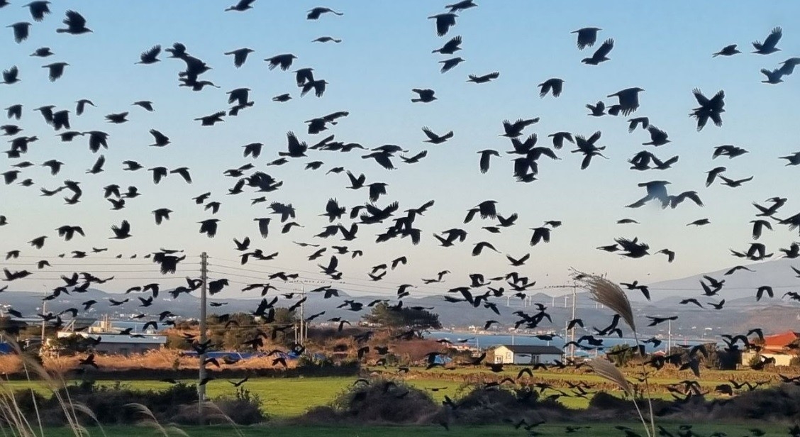 A flock of crows seen in Seongsan-eup on Jeju Island, near the planned site for the island’s second airport. (No Jeju 2nd Airport)