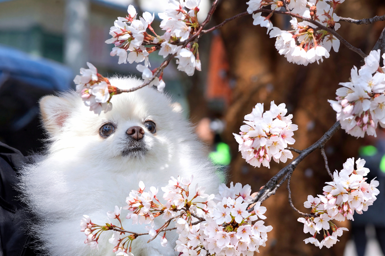 A dog looks at flowers during a festival in Inje, Gangwon Province, April 11. (Yonhap)
