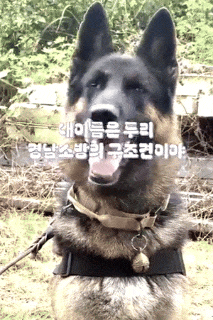 'Hero' rescue dog to retire, now up for adoption
