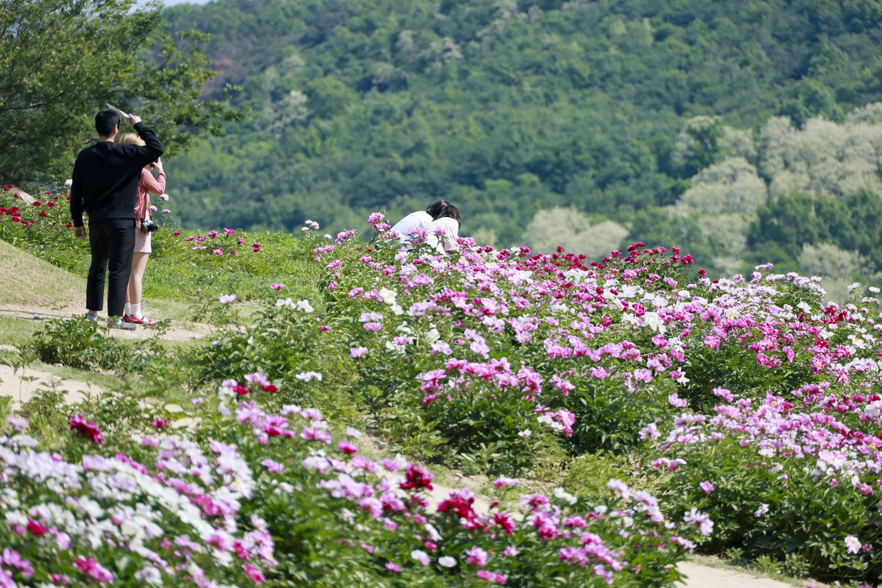 경주 서악동 작약단지를 찾은 시민과 관광객들이 만개한 작약 사이를 거닐며 늦봄 정취를 즐기고 있다.[경주시 제공]