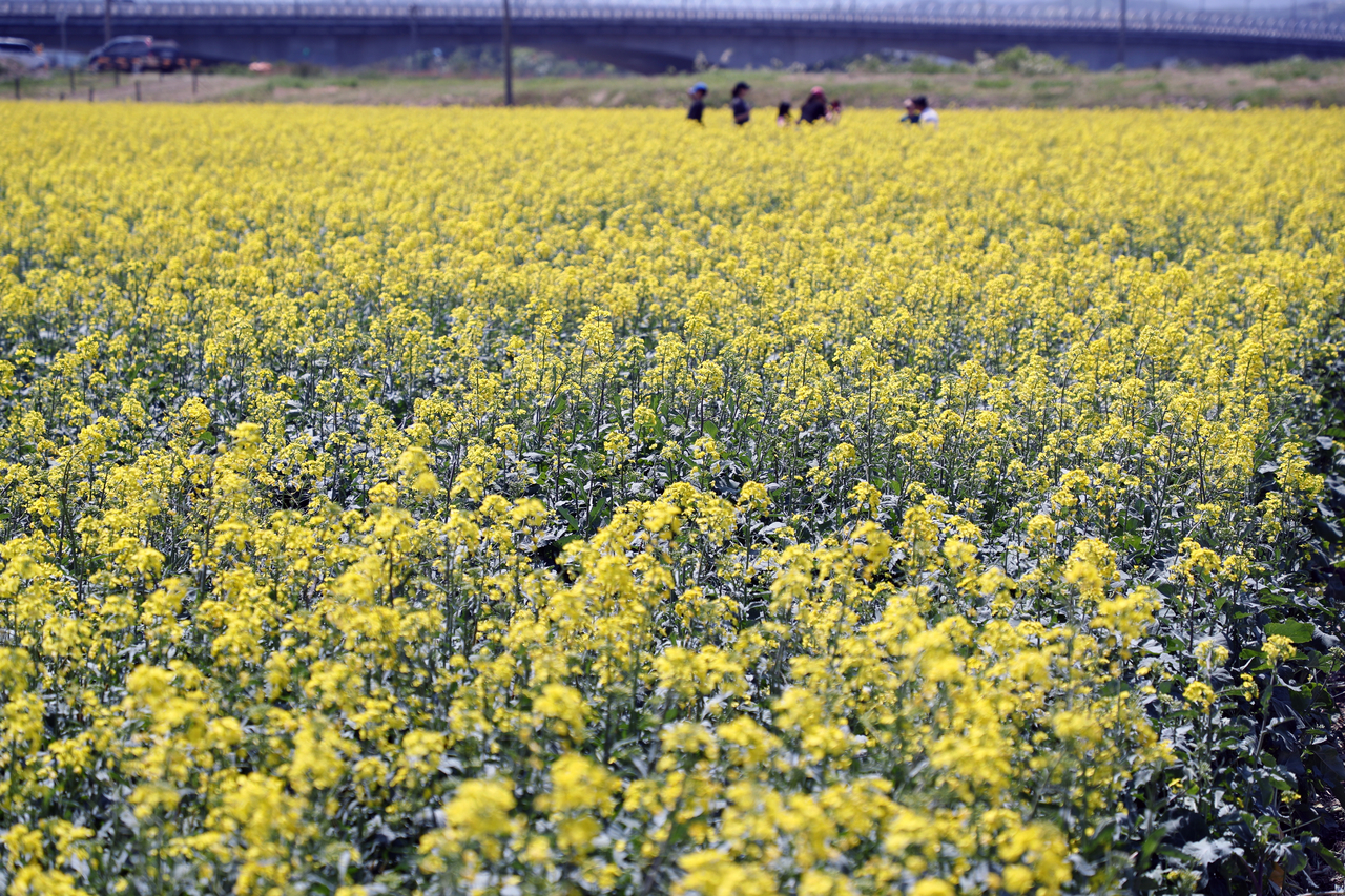 Canola flowers are in full bloom at a field in Yangyang, Gangwon Province on Friday. (Yonhap)