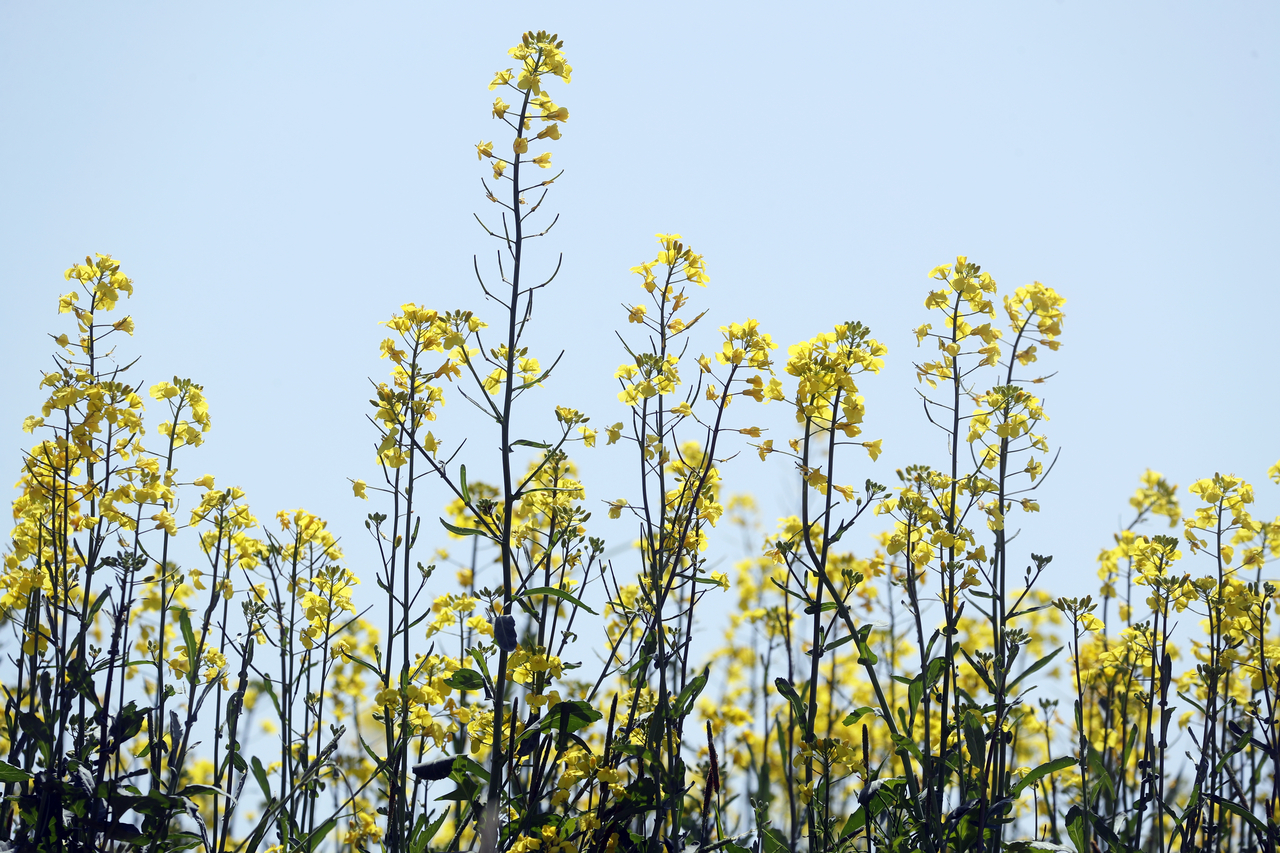 Canola flowers sway gently in the breeze at a field in Yangyang, Gangwon Province on Friday. (Yonhap)