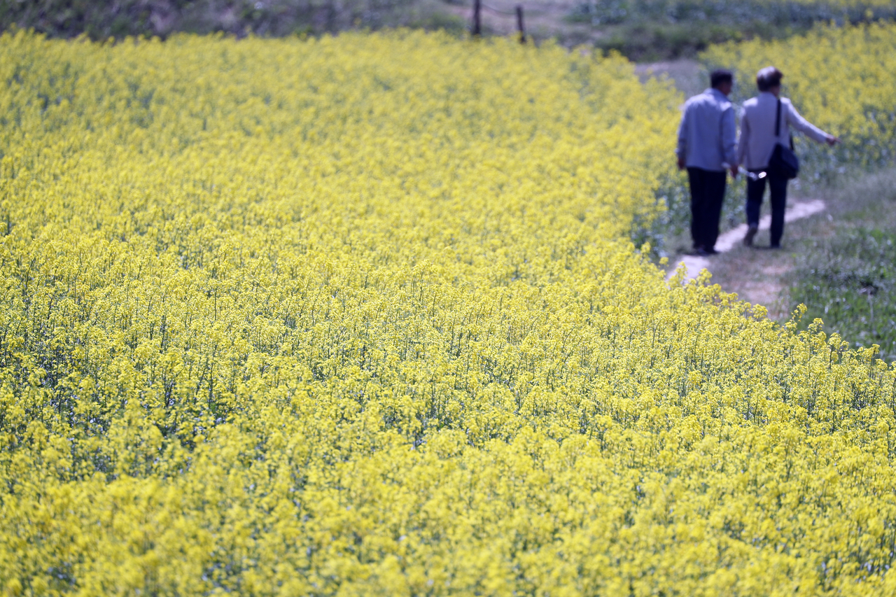 Visitors walk through a canola flower field in Yangyang, Gangwon Province on Friday. (Yonhap)