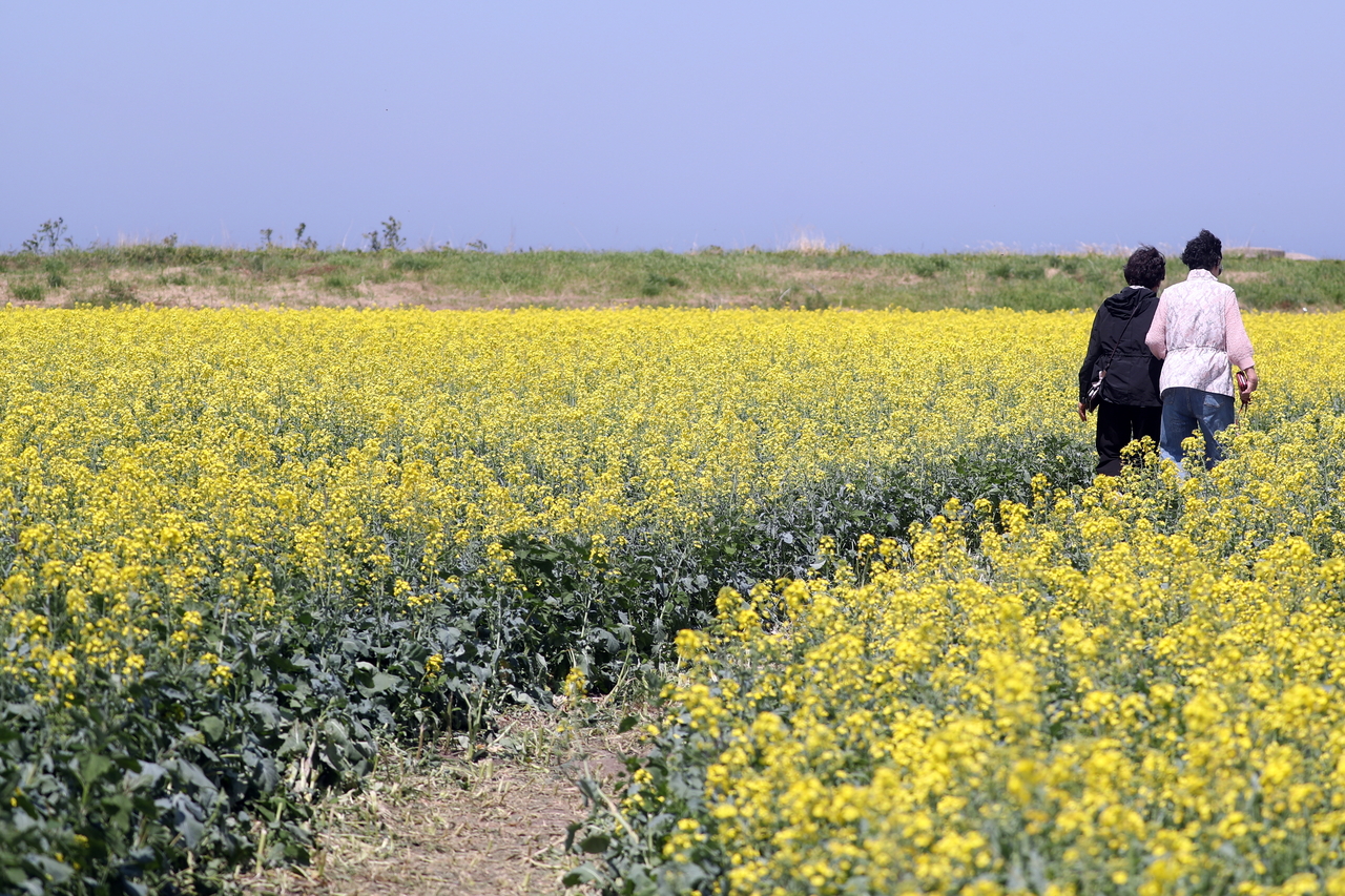 Visitors walk through a canola flower field in Yangyang, Gangwon Province on Friday. (Yonhap)