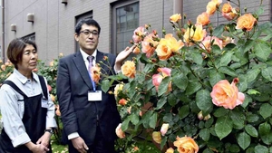 [ANN] Tokyo high school still nurtures ‘Anne Frank' roses after half a century