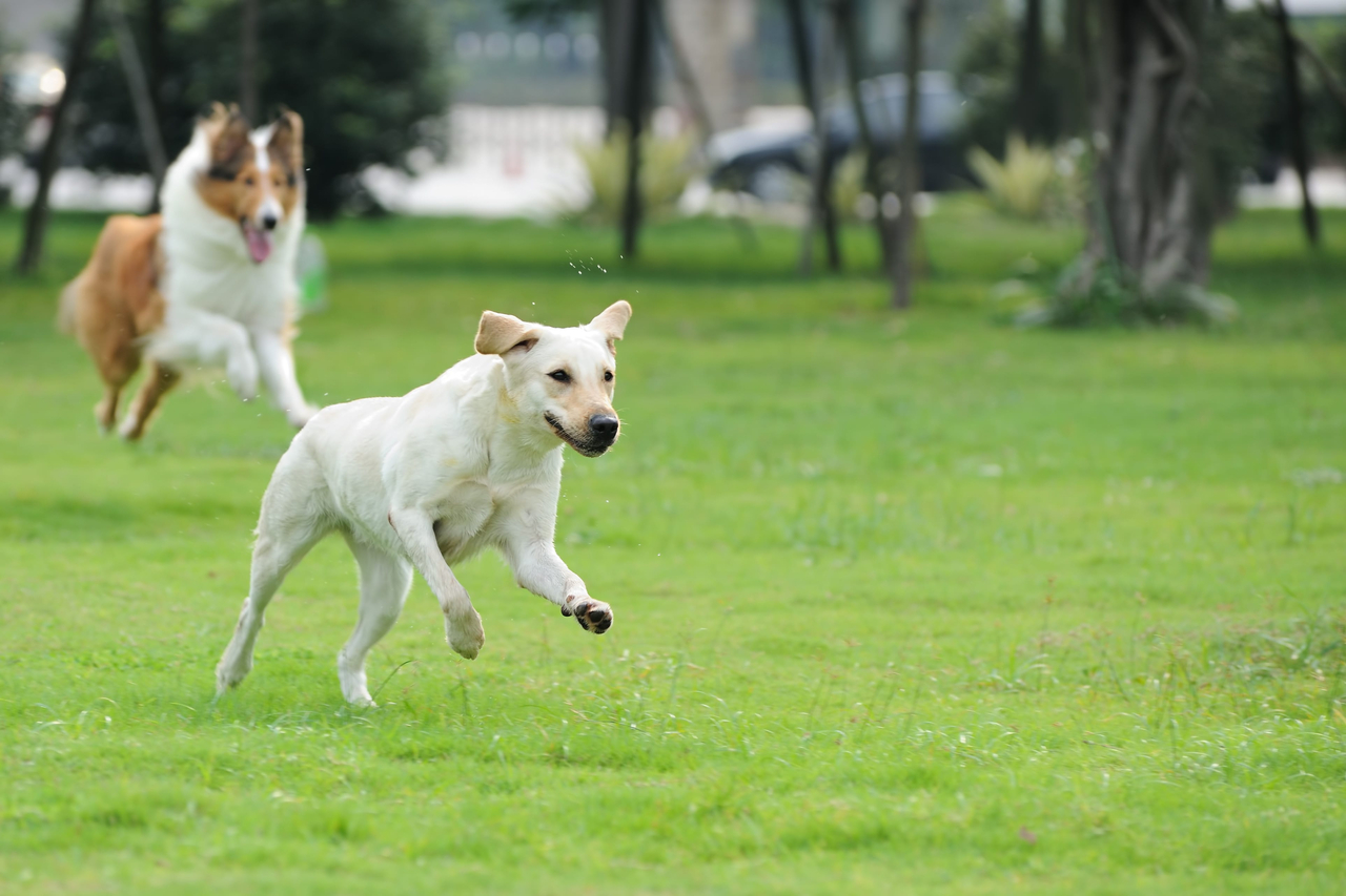 Two dogs are seen prancing in the fields in this stock photo. (123rf)