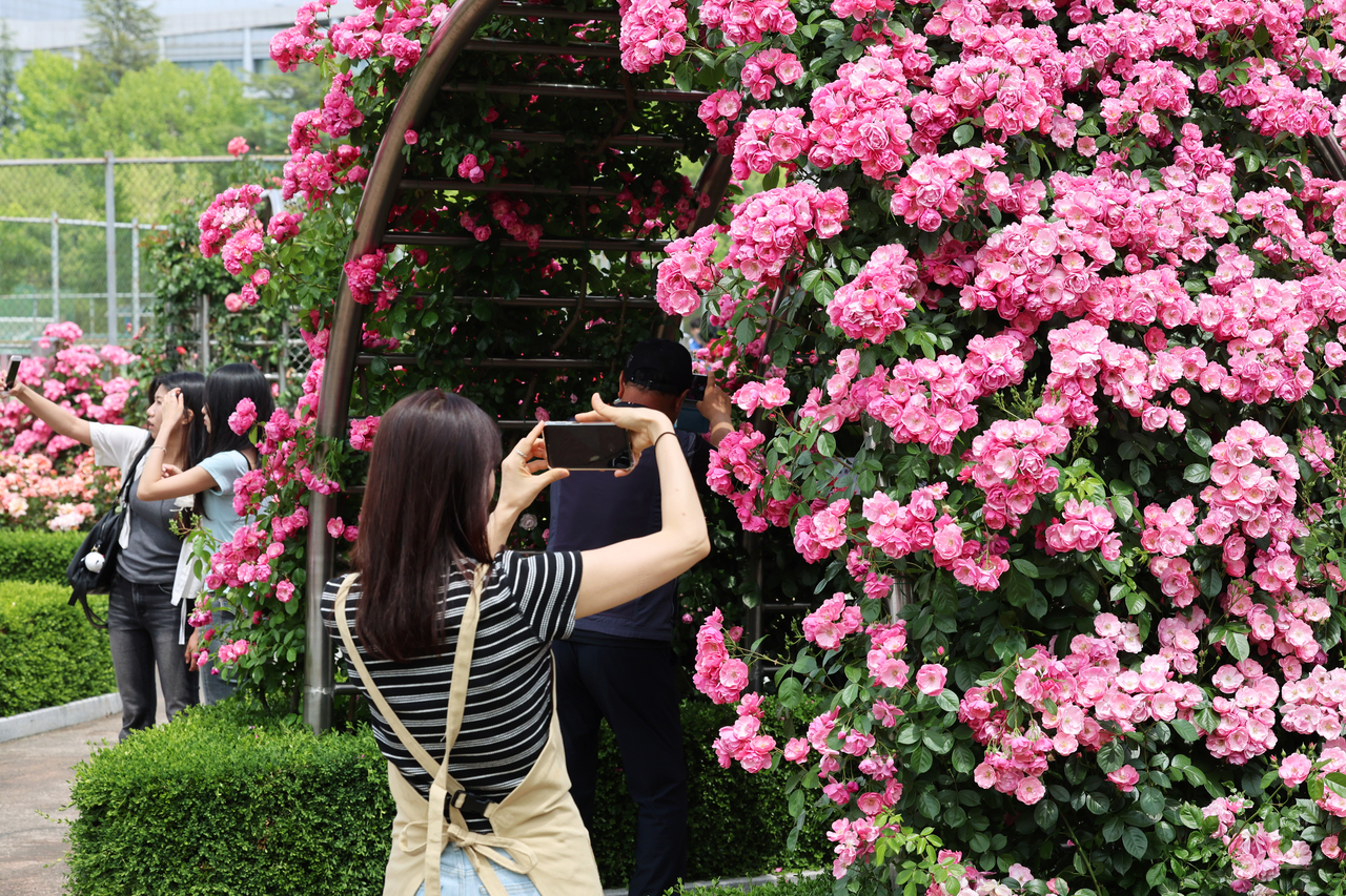 A woman takes photos of roses at the rose garden of Chosun University in Dong-gu, Gwangju, Tuesday. (Yonhap)