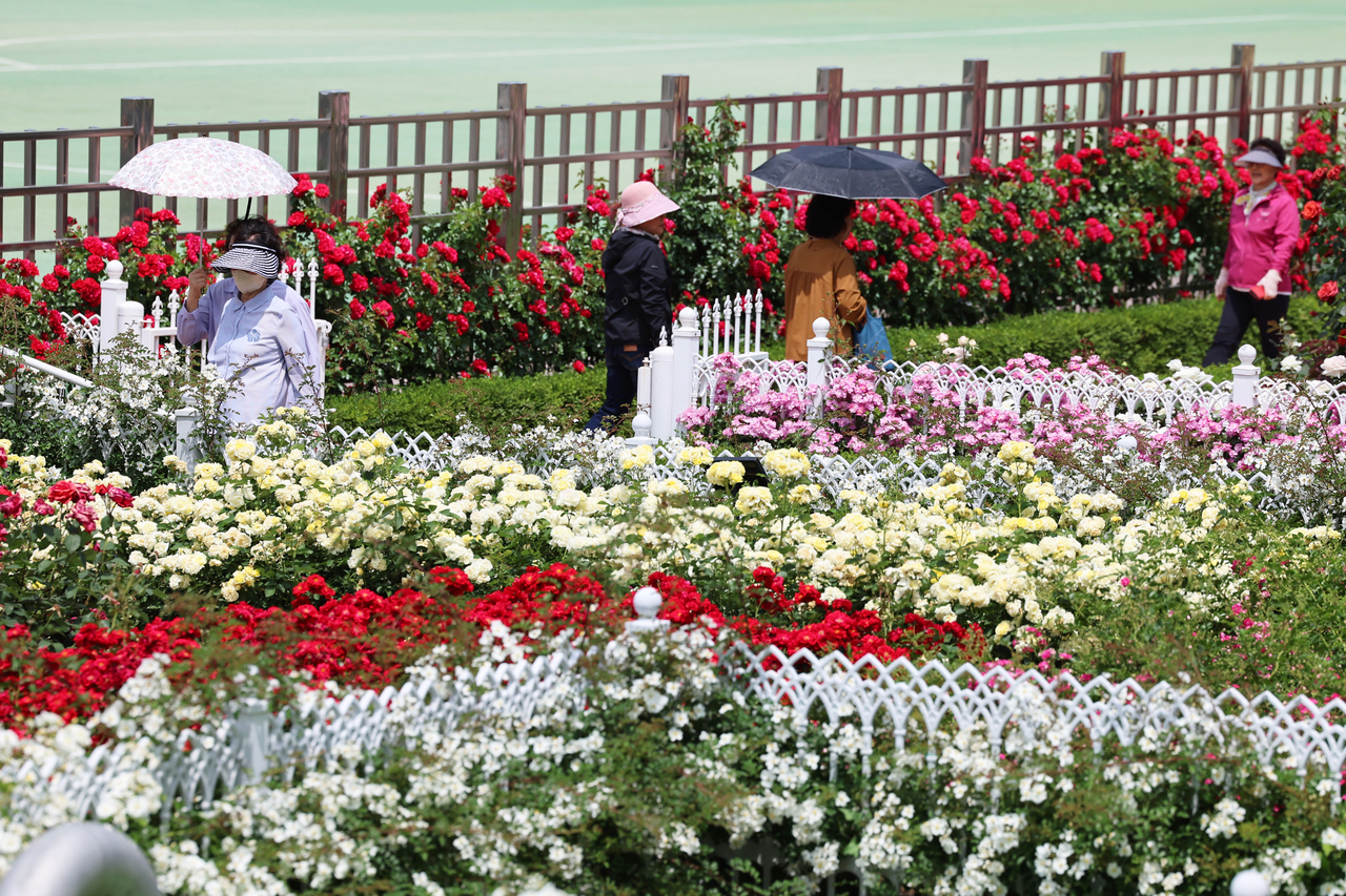 Citizens stroll through the rose garden of Chosun University in Dong-gu, Gwangju, Tuesday. (Yonhap)