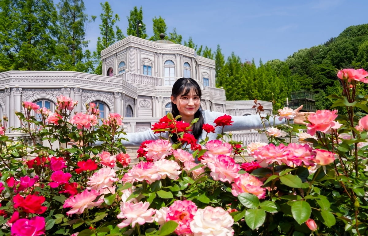 The rose garden for Everland’s annual rose festival (Everland)
