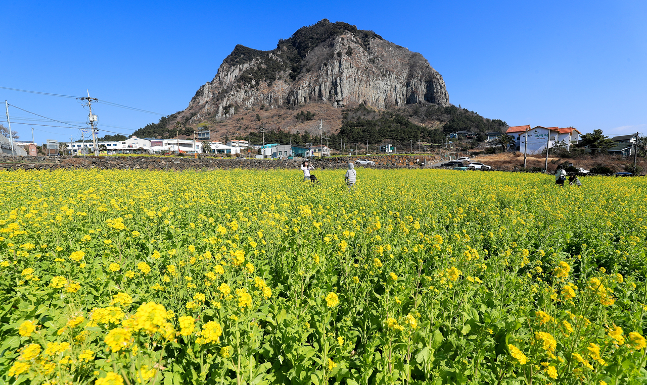 Rapeseed flowers bloom near Sanbangsan Mountain in Andeok, Seogwipo, Jeju Island, on May 12. (Newsis)
