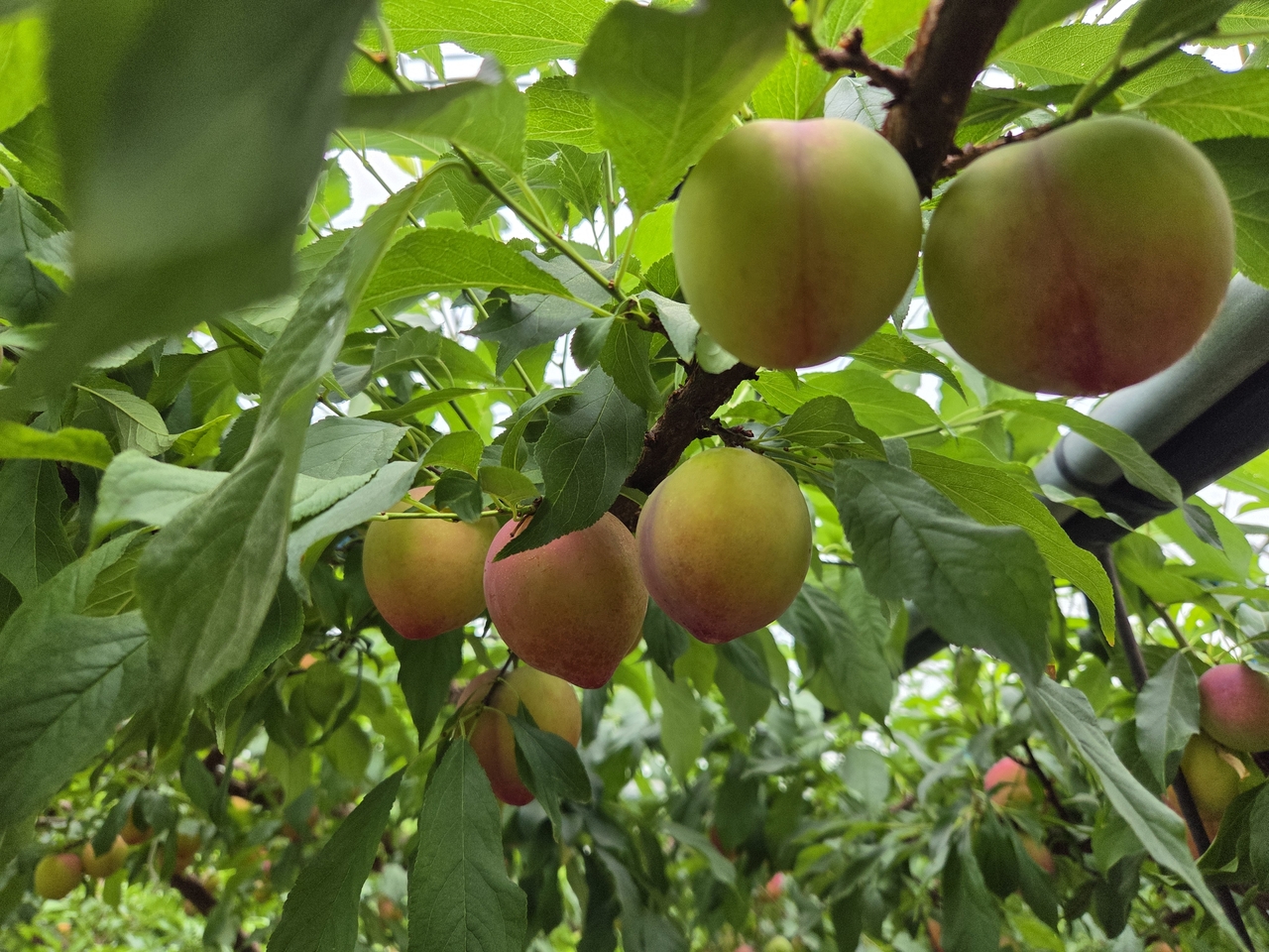[경산시 제공]