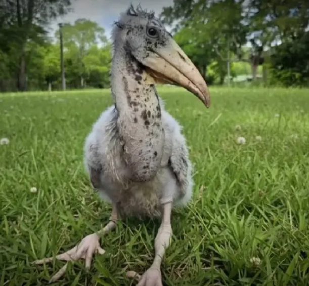A Greater Adjutant stork chick at the Khao Kheow Open Zoo in Chonburi, Thailand.   (The Nation)