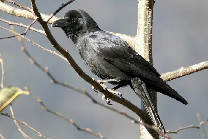 A large billed-crow (Ministry of Climate, Energy and Environment)