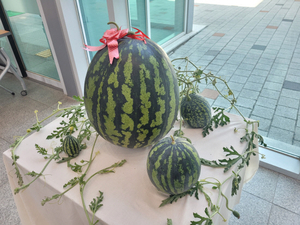 Giant 23 kg watermelon harvested in Changwon