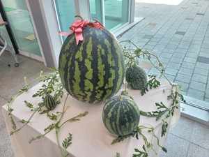 Giant 23 kg watermelon harvested in Changwon