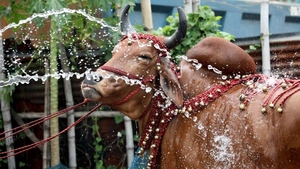 [ANN] The great Bangladeshi cattle reality show