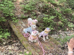 Dog treks, steak dinners and pet suites: Pets are now hospitality VIPs in Korea