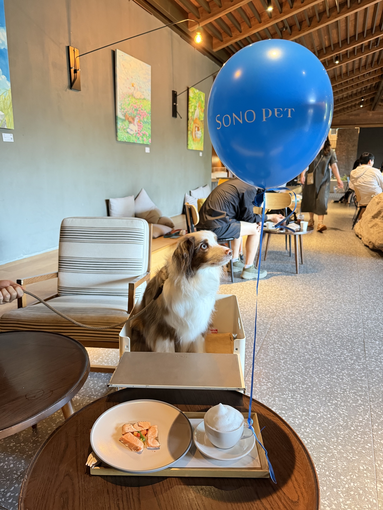 Sky, the resident dog at Sono Pet's Thinking Dog, a dining space where pets join their human companions for meals (Hong Yoo/The Korea Herald)