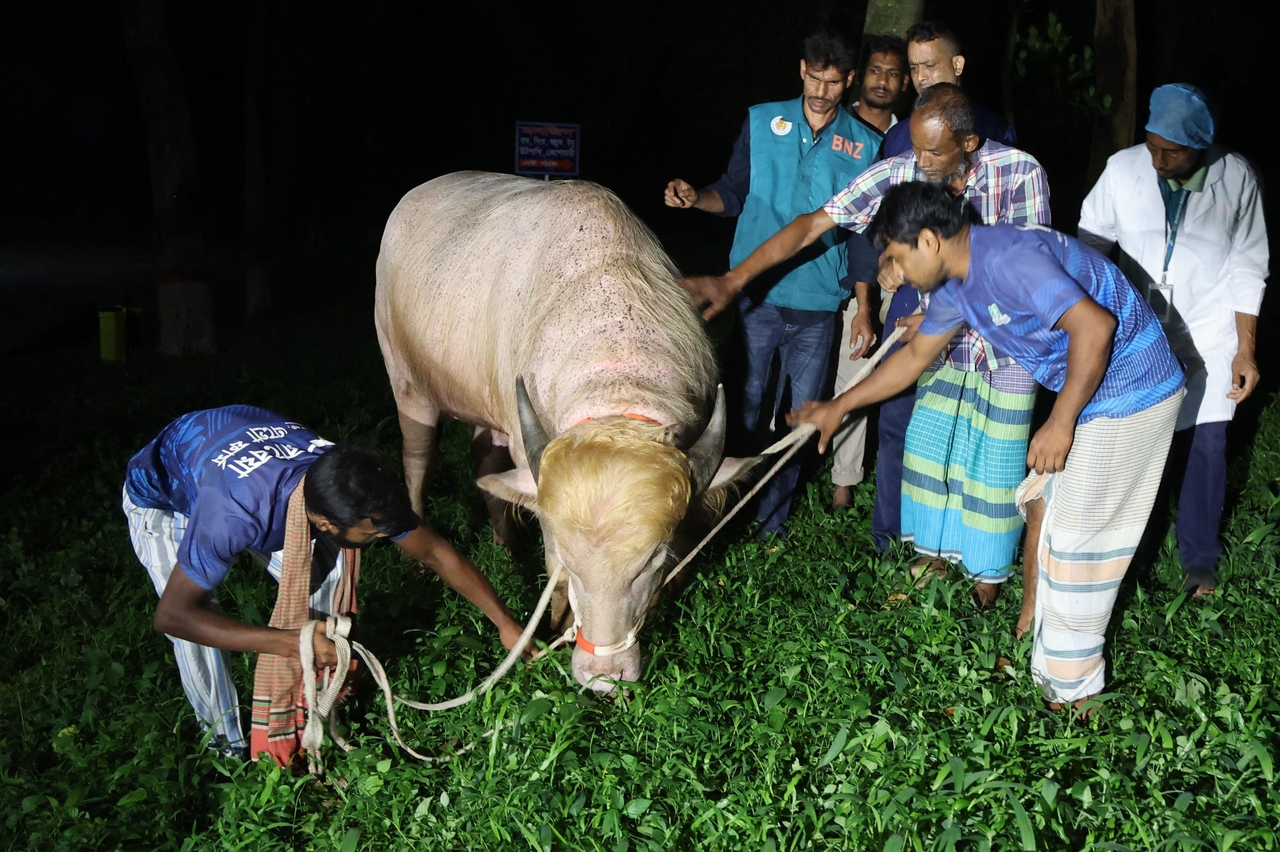 A rare albino buffalo nicknamed "Donald Trump" for its flowing blond hair is fed after being transferred to the national zoo in Dhaka on Wedensday.   AFP-Yonhap