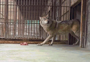 Superstar wolf Neukgu healthy as zoo nears reopening