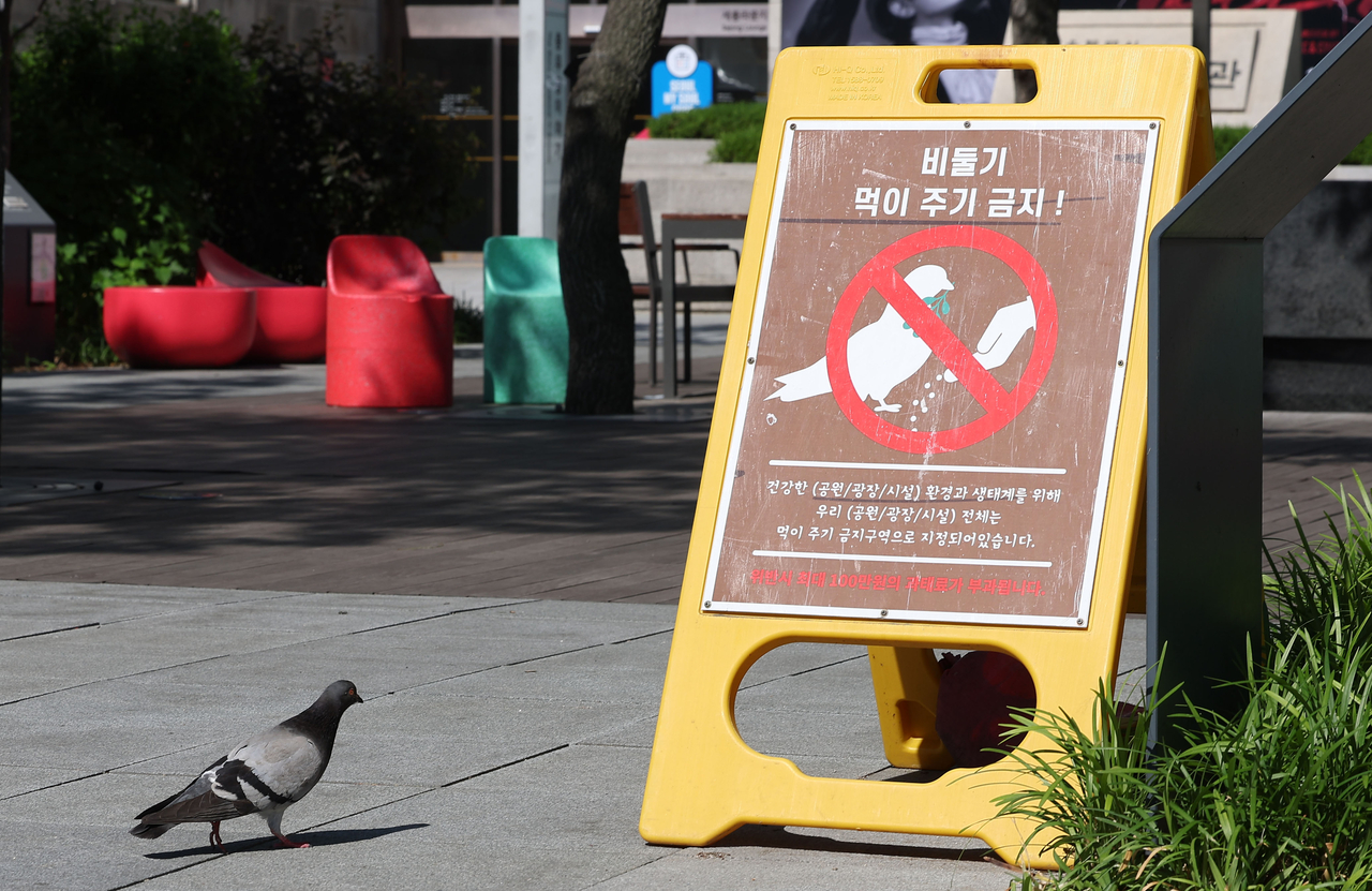 A pigeon walks past a sign banning the feeding of pigeons in Gwanghwamun Square in Seoul on Sunday. (Newsis)