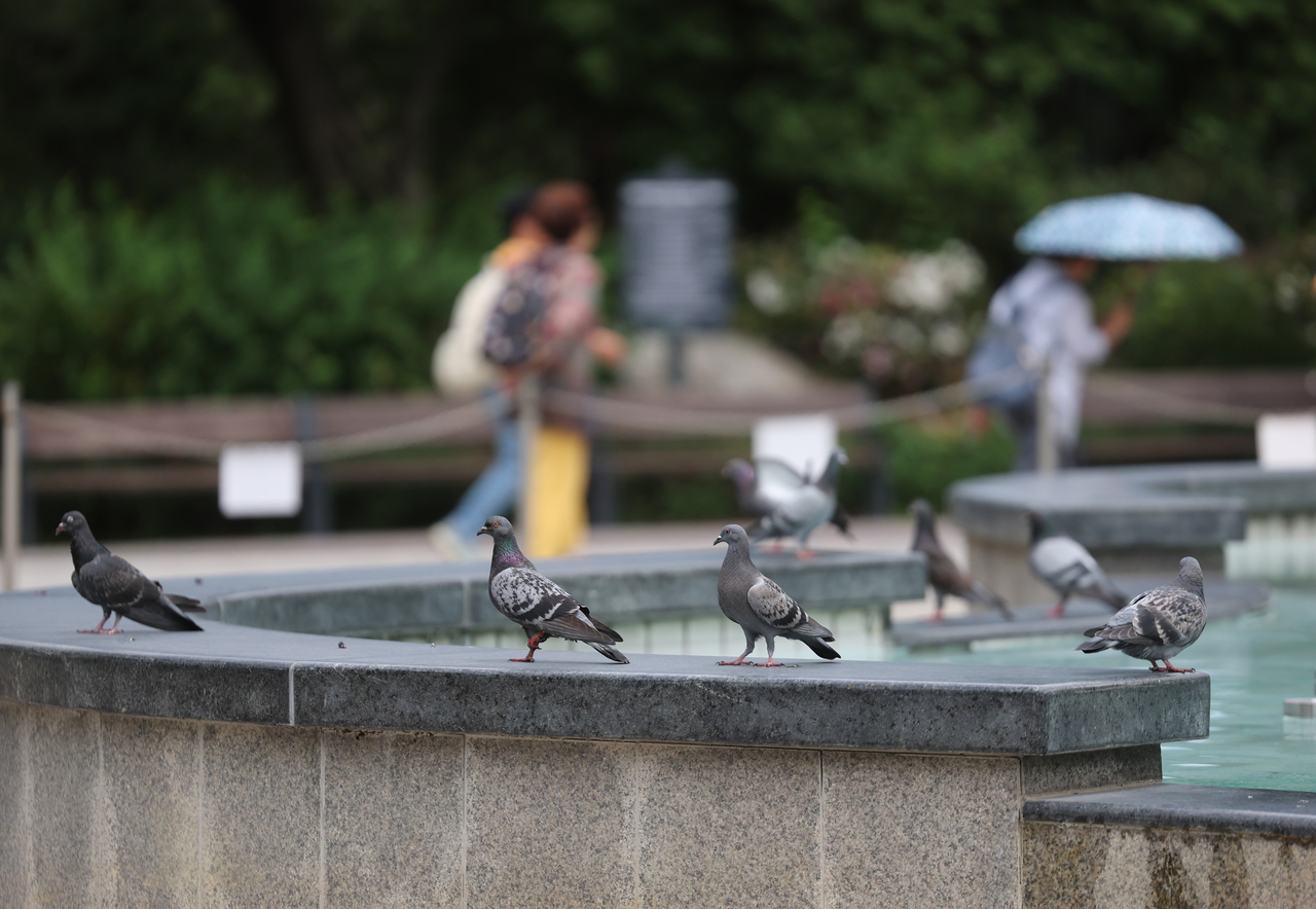 Pigeons are seen at Seoul Children's Grand Park in Seoul on Monday. (Yonhap)