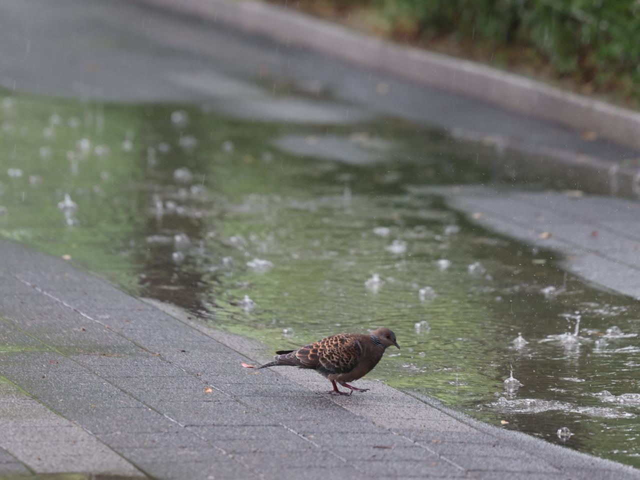 A pigeon looks for food at Olympic Park in Seoul on May 20. (Newsis)