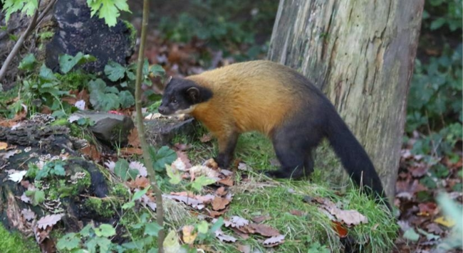 Martens, known locally as "dambi," are a Class II endangered wildlife species in Korea. (National Institute of Ecology)