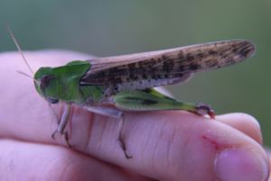 Yes to grasshoppers, no to ants: How does Korea decide which bugs can be grub?