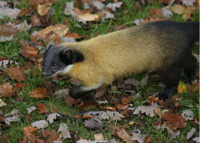 A marten (National Institute of Ecology)