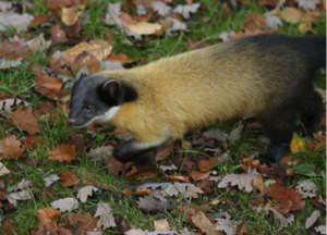 Meet the marten: Forest hunter named June's endangered species of the month