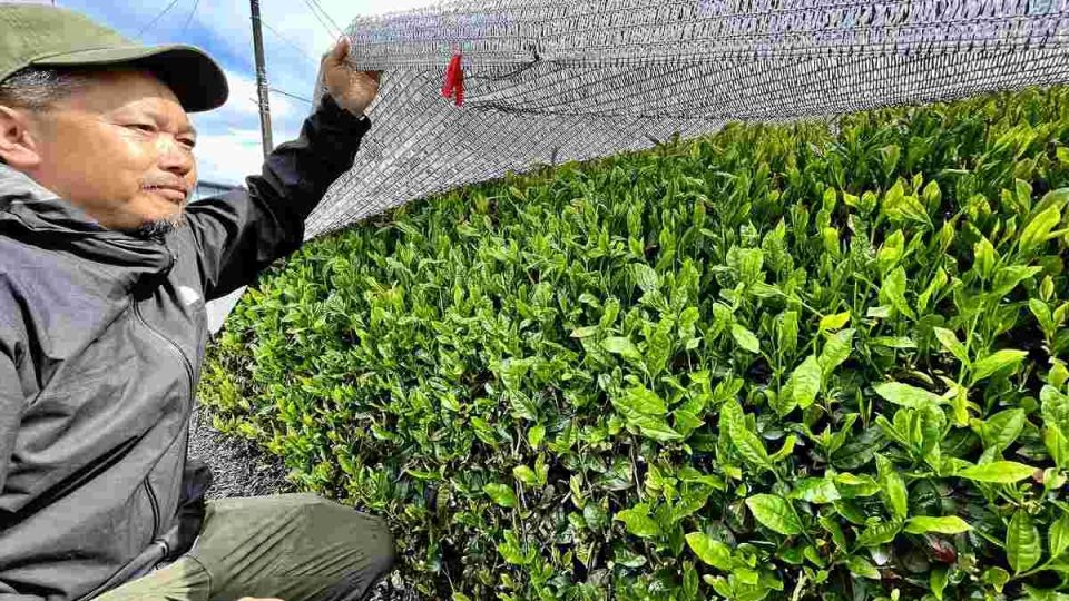 Tetsuya Matsunaga checks the tencha he is growing in Aoi Ward, Shizuoka Prefecture, Japan.    (Japan News)
