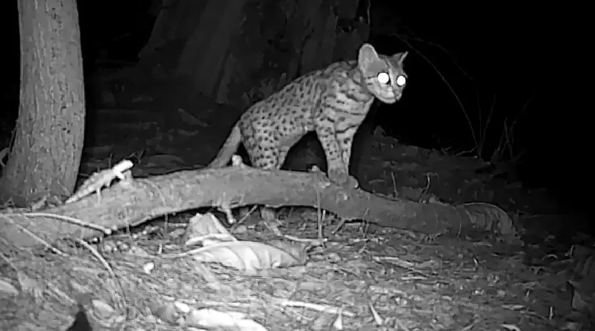A camera picks up an image of one of the five mainland leopard cats in Changi.   (Straits Times)